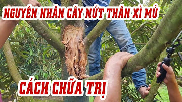 Sầu riêng bị nứt thân xì mũ - Nguyên nhân và cách chữa trị | SIÊU THỊ CÂY GIỐNG WELOFARM