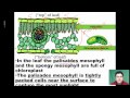 Plant Organs: Structure and Function