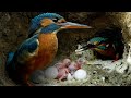 Kingfisher chicks hatch  dad eager to feed  4k  discover wildlife  robert e fuller