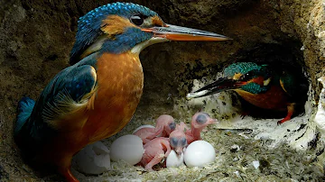 Kingfisher Chicks Hatch & Dad Eager to Feed | 4K | Discover Wildlife | Robert E Fuller