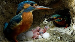 Kingfisher Chicks Hatch \& Dad Eager to Feed | 4K | Discover Wildlife | Robert E Fuller