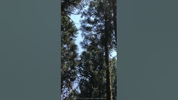 Thumbnail of 🎧 Ebb & Flow - FELIVAND