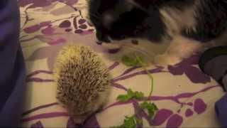 Hedgie Bonding Time by SnowdropHedgie 26,591 views 11 years ago 7 minutes, 38 seconds