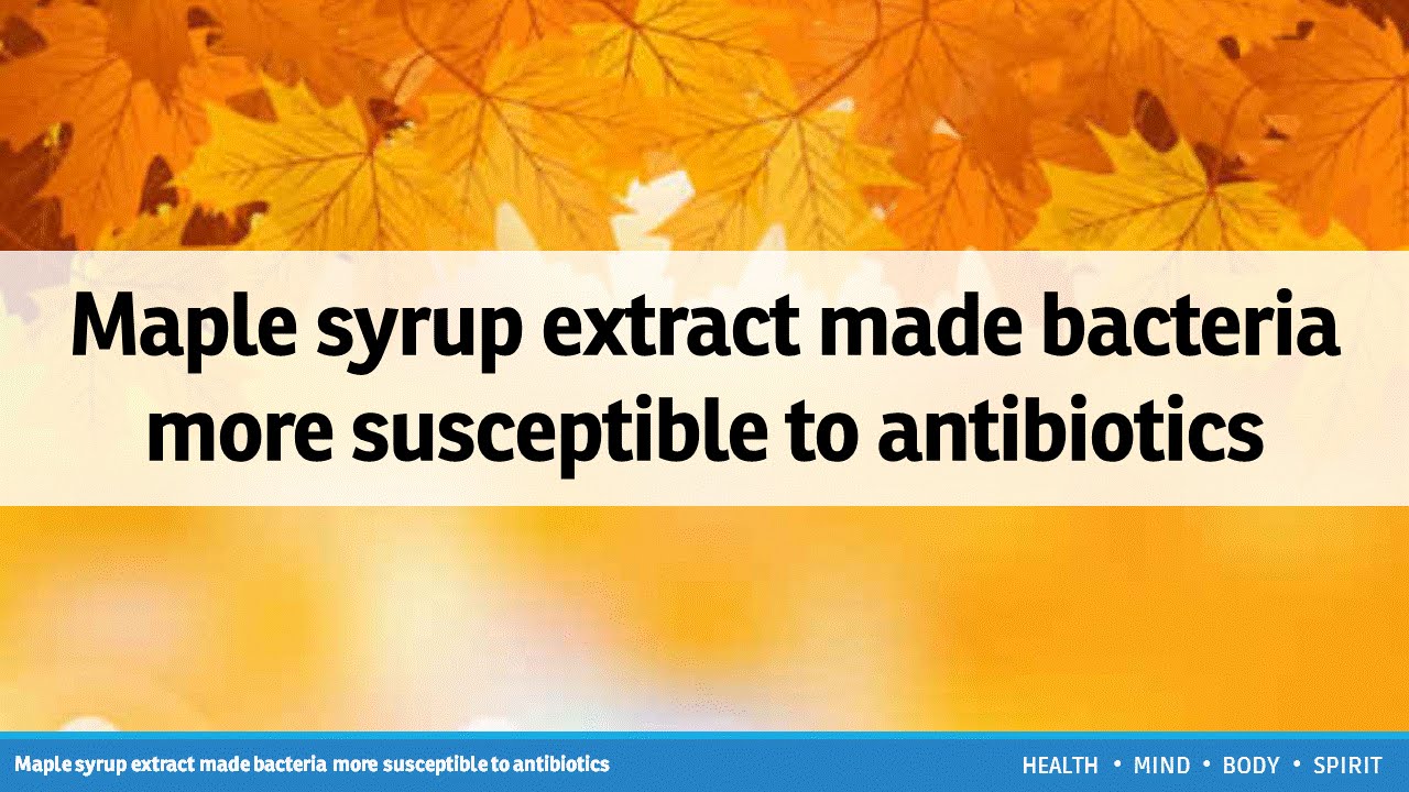 Maple syrup extract made bacteria more susceptible to antibiotics YouTube