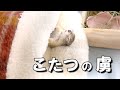 年末年始はこたつから出たくないリス
