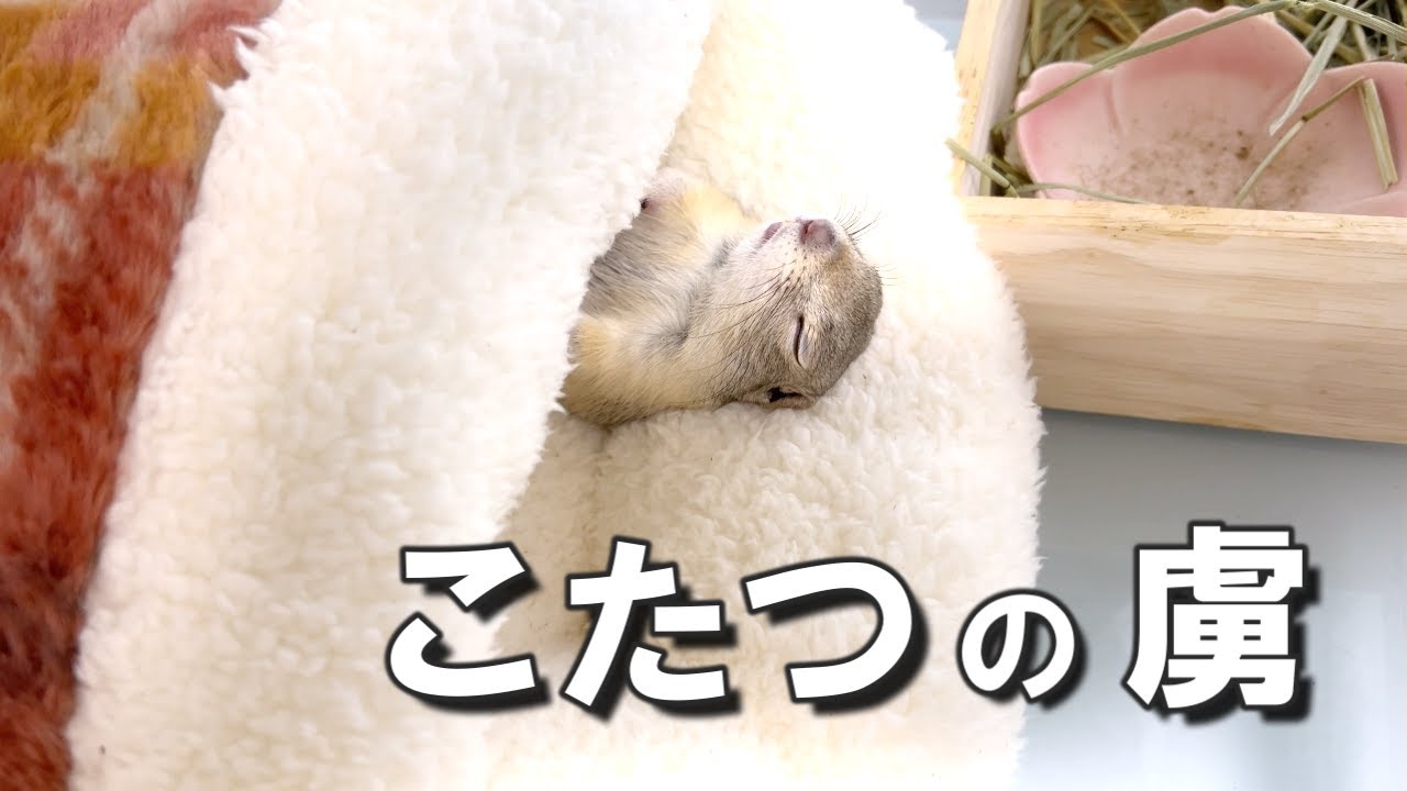 年末年始はこたつから出たくないリス