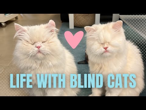 Video: Kā rūpēties par neredzīgo kaķi labākajā ceļā
