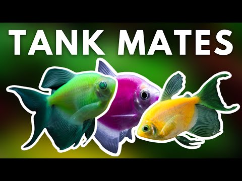 Video: Zelta bārkstis: kopšana un labas tvertnes biedri šim akvārija zivim