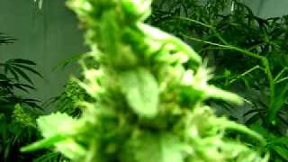 a look into my medical cannabis garden pt 2 the flower room