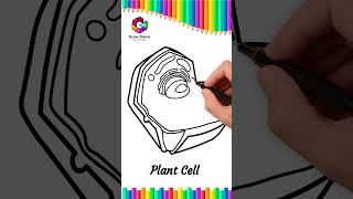 How to Draw Plant Cell easy Drawing #plantcell #art #drawing #science #biology #viral