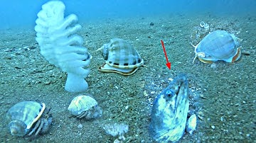 Lặn Biển Dưới Vùng Nước Bắt Sò Dương Ốc Tỏi Sò Lông Lớn | P 365