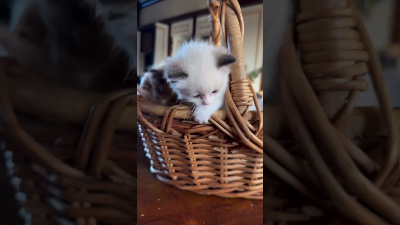 When Kittens Share a Basket… Love Happens! 🧺💘