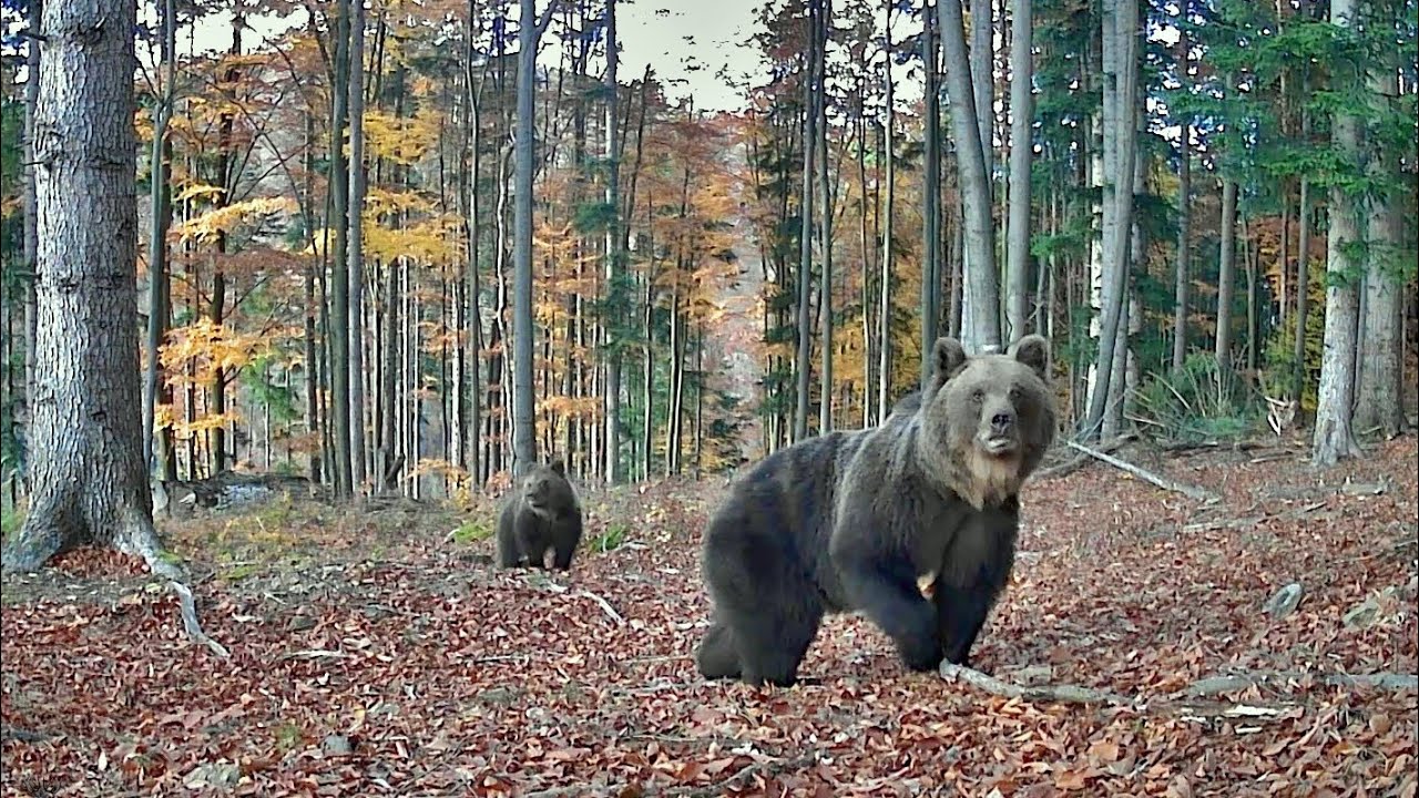 Divoké Slovensko: Keď sa medvede neboja ukázať / Wild Slovakia: When Bears Aren’t Afraid to Show Up