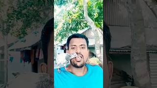 ভালোবাসা দিলে বনের পাখি ও পোষ মানে ?✅ | shorts pigeon kabutar kabootar টিয়া_পাখি trending