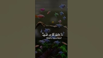 القارئ ياسر الدوسري #راحة_نفسية😴