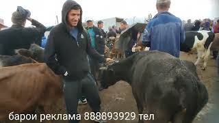 картинка: Молбозори Дангара 05 10 2025 г