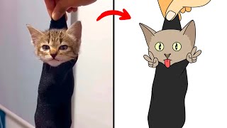 Funny Cat Memes Compilation 7 - Funny Animals