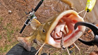 Spring Catfishing Using Cut Bait! (Bank Fishing)