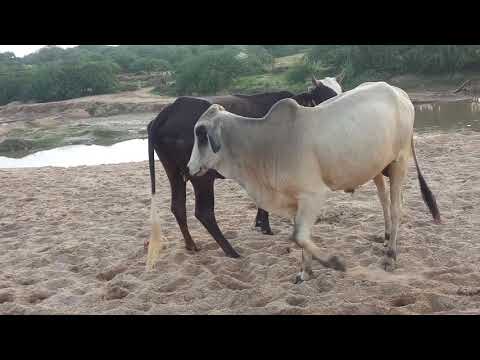 mating cow