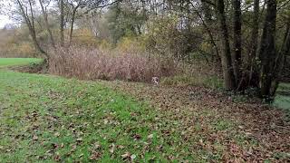 Bonnie (Gordon Setter) and Bella Bracco Italiano hunting pheasants alongside a ditch. by Paul 521 views 2 years ago 59 seconds