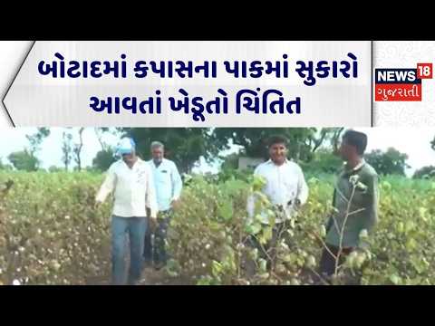 Botad Crop Damage | બોટાદમાં કપાસના પાકમાં સુકારો આવતાં ખેડૂતો ચિંતિત | Cotton Crop | Gujarati News
