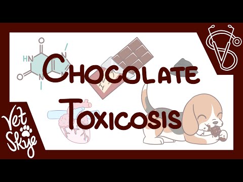 Video: Toksikosis Cokelat