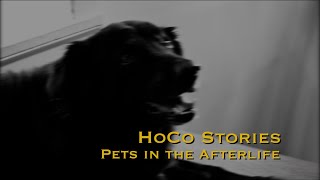 HoCo Stories:  More Pets in the Afterlife