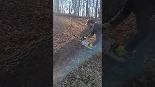 Cutting a Large Tree with 14" Hart Electric Chainsaw