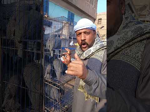 اول مره في حياتي اشوف فراخ فرعوني الاثنين ب 850 جنيه