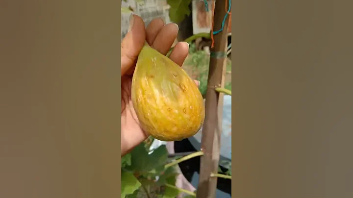 Barone fig tree