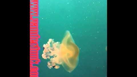 Vanderfunk Reactable Lounge