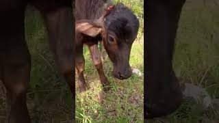 #remix #butifyoucloseyoureyes #cow #funny #ekmotahathighumechala #action #animals #cute