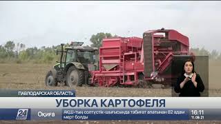 Богатый урожай картофеля удалось вырастить в Павлодарской области