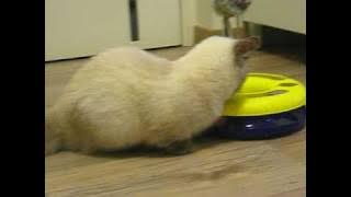 Download lagu ç±³ç±³ç©å¥å¥åçæ¥ç¦®ç©