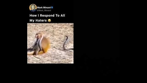 Reponse to my haters #monkey #cobra #snakes #memes #funny