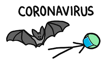 What type of bat carries Ebola?