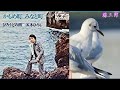 【My favorite&#39;song】かもめ町 みなと町 / 五木ひろし / 藤三郎