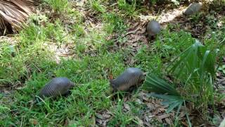 Captured Up Close - Herd of Baby Armadillos!