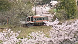 ～花見日和の午後～ JR名松線 (2020.4.5)