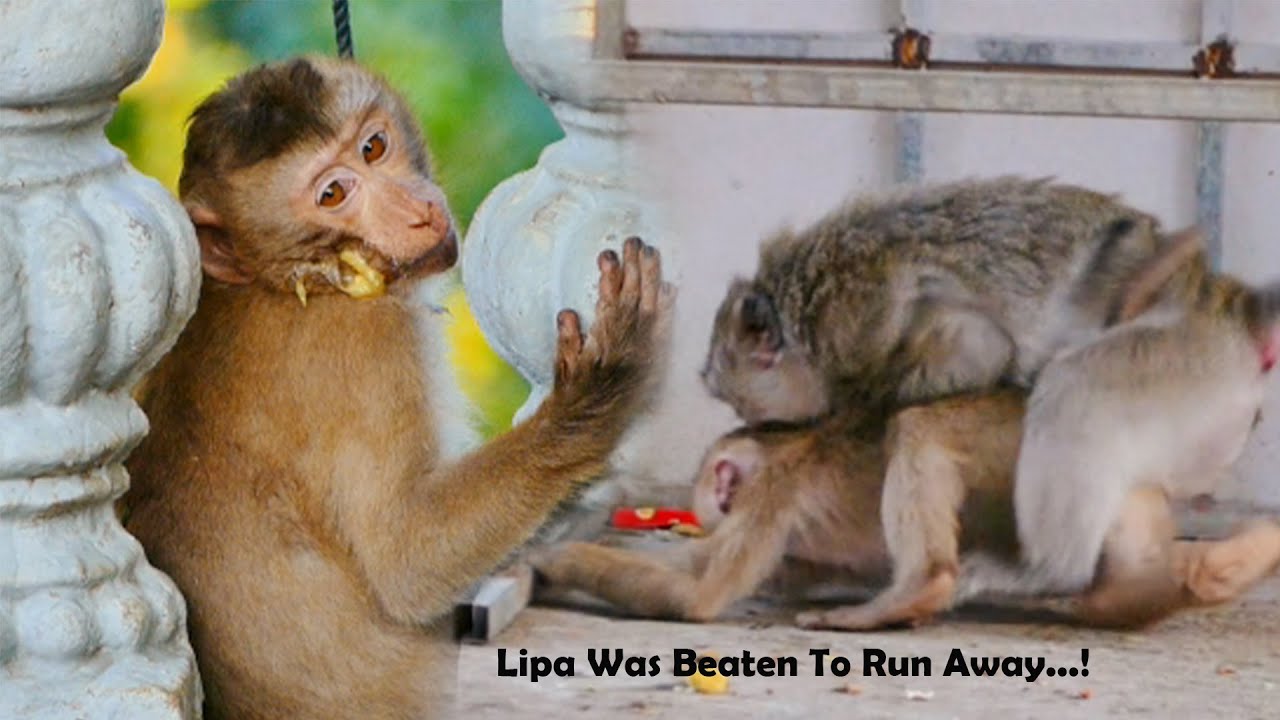 Pity Abandoned Monkey Lipa was Hit By Emila That Makes Him Run Too Fast With Banana On Face#70