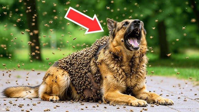 Dog Screamed As Bees Covered Its Body—The Old Man's Reaction Moved Everyone  To Tears - YouTube