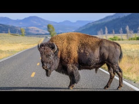 Видео: 7 невероятни преживявания през зимата в Монтана и Йелоустоун