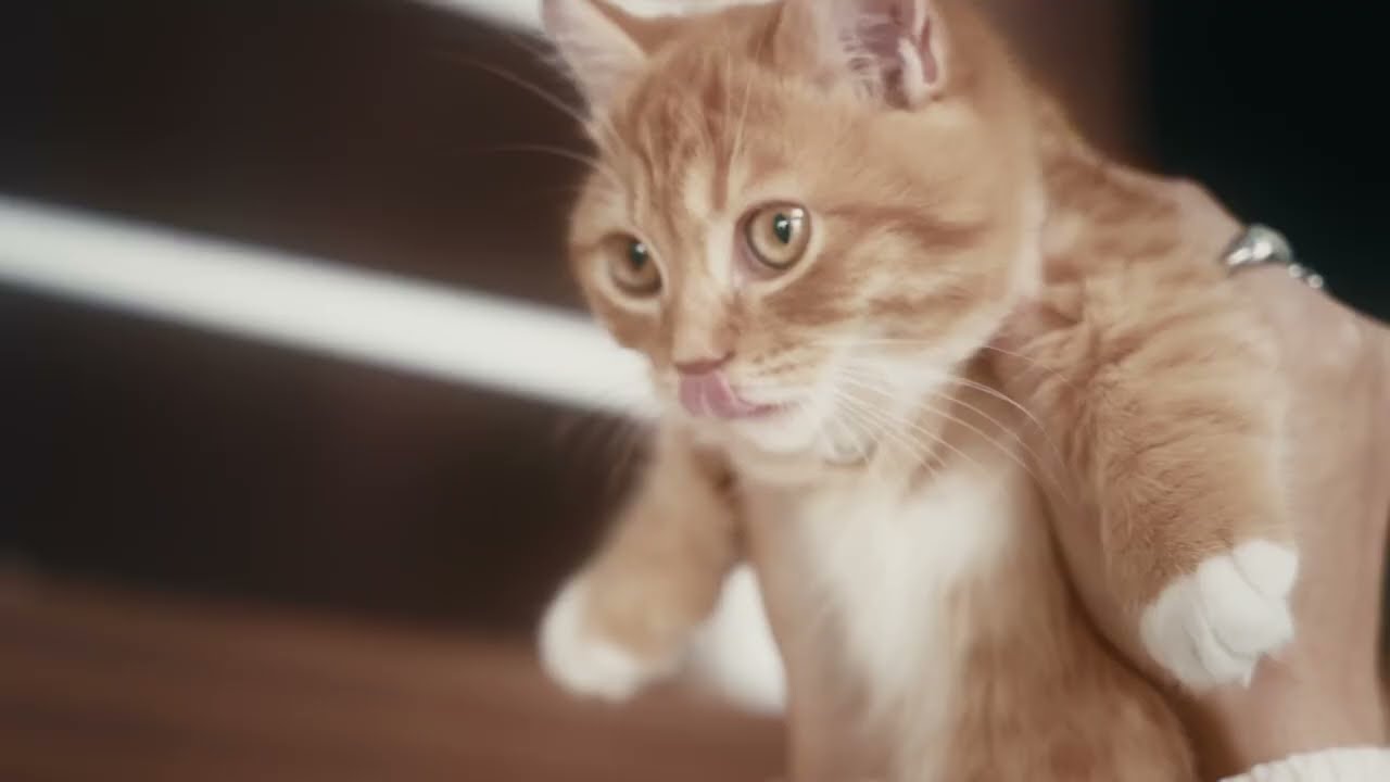 Oslo Ibrahim - Your Favorite Food (Official Music Video)