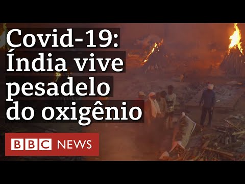 Vídeo: Detentores do recorde de velocidade no mundo animal