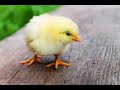 В Аткарске откроется новый цех по выращиванию цыплят