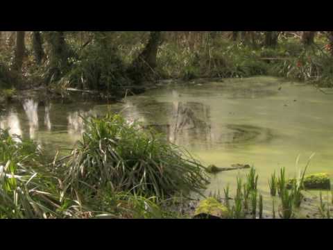 Medieval Fishponds, Park Farm, Thornbury [Bristol ...