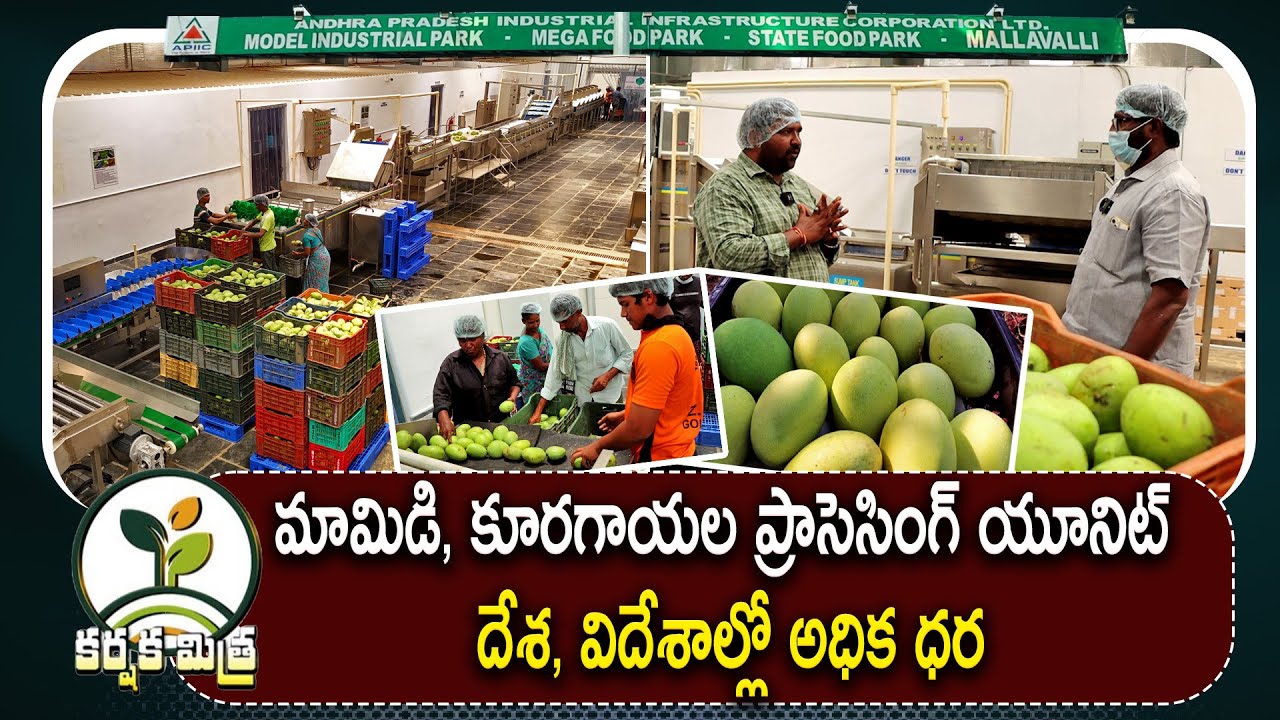 మామిడి పండ్ల ప్రాసెసింగ్ తో 5 రెట్లు అధిక ధర | Mango and Food Processing Plant  | Karshaka Mitra
