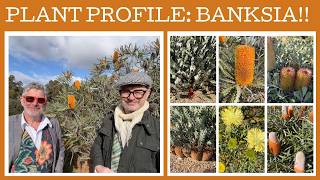 Plant profile: seven great Banksias!