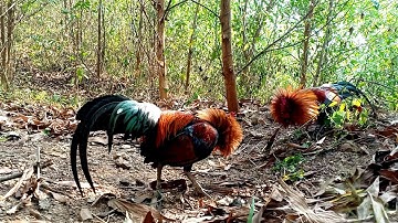 Bẫy Gà Rừng Ngày 30 Tết Cuối Năm May Mắn | Hoàng Thắng