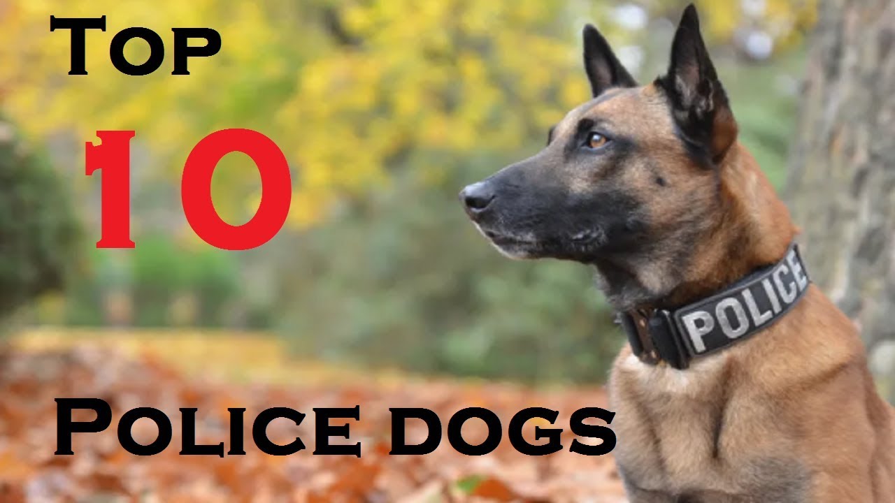 10 Best Police Dog Breeds In The World 